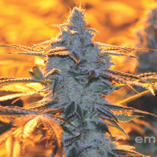 Empire Kush Poster