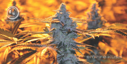 Ocean Grown Poster Pack - Image 2
